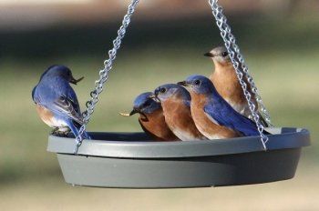 Hanging Bird Bath, Got 7, Bird House Feeder, Bird House Kits, Hanging Bird Feeders, Diy Bird Feeder, Birds And The Bees, Bird Baths, Diy Birds