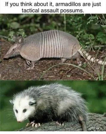 Insta Memes, Awesome Possum, Trash Panda, Funny Animal Jokes, Silly Animals, Think About It, Funny Animal Memes, Animal Jokes, Funny Animal Pictures