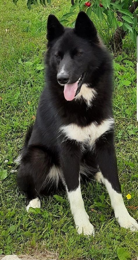 Russian Dog Breeds, Black Siberian Husky, Protective Dog Breeds, Russian Dogs, Yorkie Puppies For Adoption, Black Dogs Breeds, Black Husky, Pretty Puppies, Hunting Dog