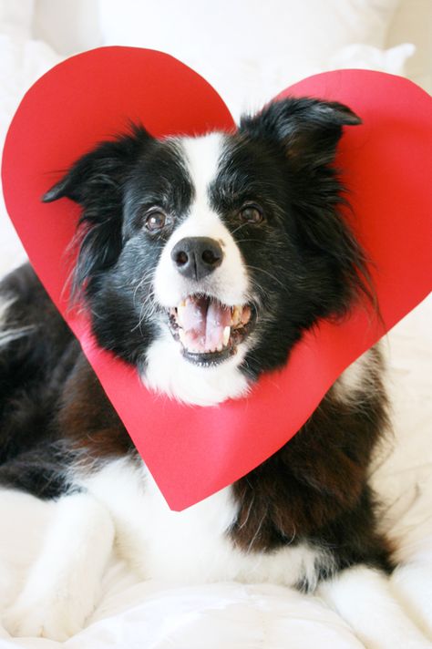 Make the CUTEST Valentine this year - all you need is a your favourite dog and some cardboard to make a dog valentine in less than 5 minutes! Dogs Diy Projects, Dog Valentine, Dog Calendar, Valentines Day Dog, Dog Photoshoot, Dog Boots, Diy Valentine, Puppy Photos, Dog Valentines