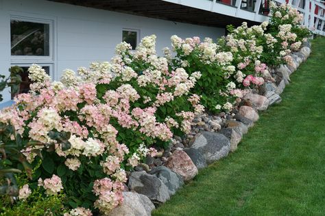 Bobo Hydrangea, Flower Hedge, Drought Tolerant Shrubs, Landscaping With Roses, Hydrangea Landscaping, Hydrangea Shrub, Smooth Hydrangea, Panicle Hydrangea, Short Plants