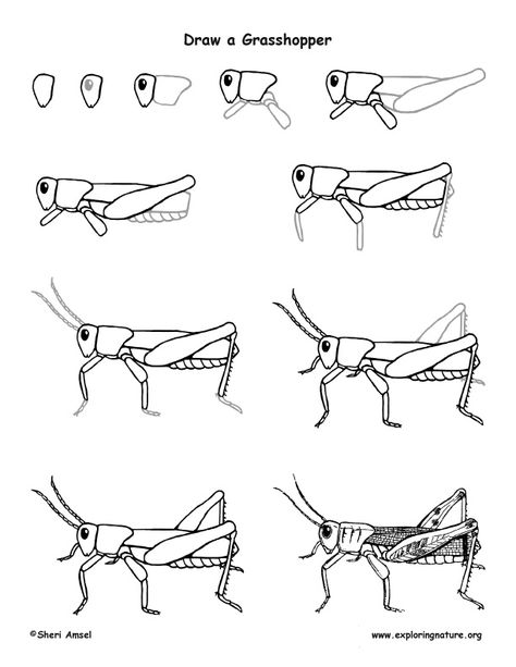 Grasshopper Drawing Lesson Grasshopper Drawing, Bugs Drawing, Bug Hunt, Science Earth, Grey Scale, Etch A Sketch, Nature Science, Flower Drawing Tutorials, Drawing Lesson