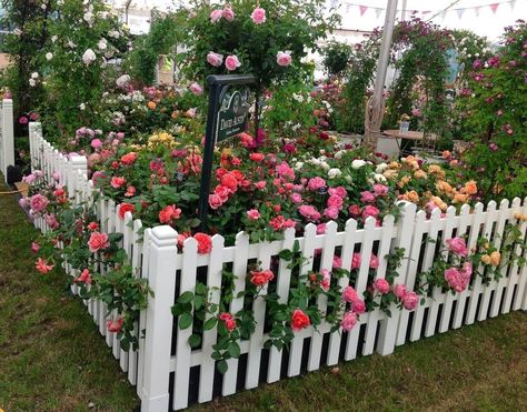 Dream Animation, Paint Roses, Garnet Steven, Rose Garden Design, Colorful House, Front Garden Landscape, Cottage Garden Design, David Austin, Home Landscaping