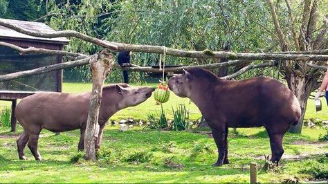 Tapir Enrichment, Zoo Enrichment, Animal Enrichment, Zoo Ideas, Indoor Greenhouse, Farm Living, Zoo Animals, Volcano, Horses