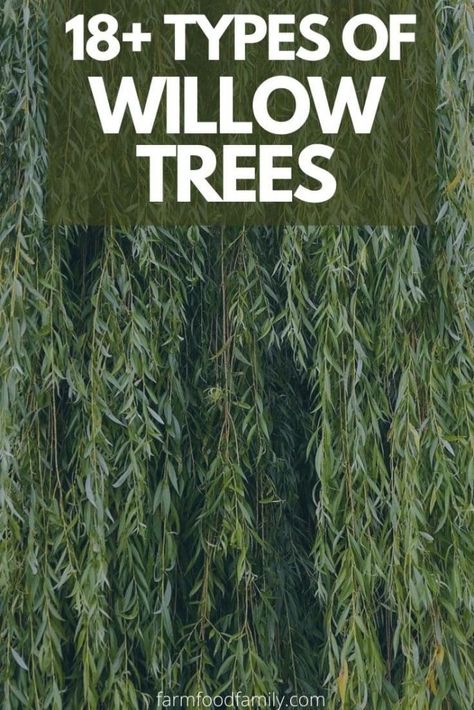 18+ Types Of Willow Trees (Dwarf, Sweeping, Shrubs) - Facts, Symbolism Black Willow Tree, Corkscrew Willow Tree, Types Of Willow Trees, Small Willow Tree, Dappled Willow Tree, White Willow Tree, Willow Trees Garden, Willow Bush, Idaho Landscape