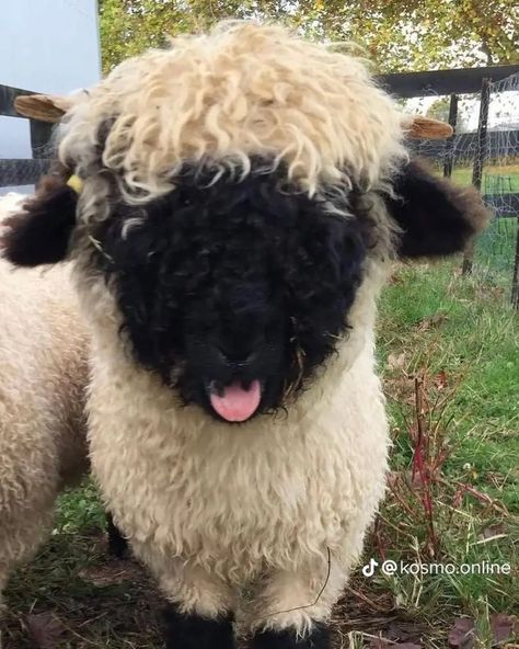 Silly Cow, Blacknose Sheep, Valais Blacknose, Valais Blacknose Sheep, Sheep Drawing, Show Cattle, Sheep And Lamb, Cute Sheep, Baby Goats