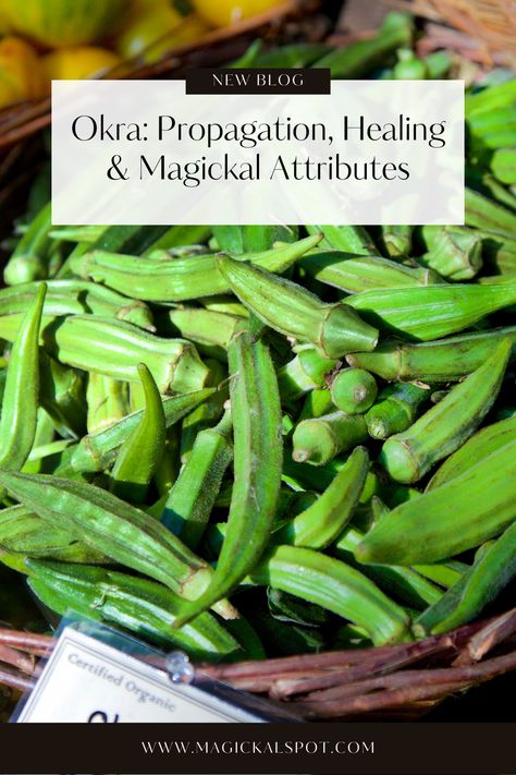 Okra Water Benefits, Herb Preservation, Health Benefits Of Okra, Okra Health Benefits, Cleansing Spells, Okra Benefits, Okra Water, British Folklore, Okra Plant