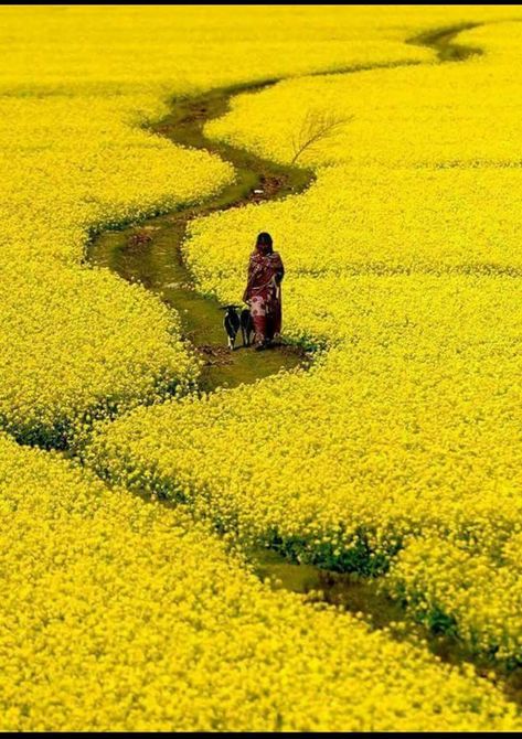 Natural Beauty of Bangladesh Villages Road ।। Bangladesh Villages Road — Steemit Bangladesh Travel, Yellow Aesthetic, South Asia, Land Art, Nature Landscape, Mellow Yellow, Color Of Life, Asia Travel, Nature Pictures