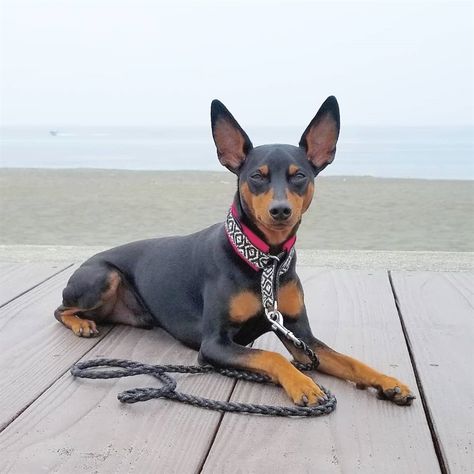 14 Interesting Facts About Miniature Pinschers | Page 2 of 4 | PetPress Miniature Pincher, Min Pin Dogs, Mini Doberman, Miniature Pinscher Puppy, Marine Day, Miniature Pinscher Dog, Mini Pinscher, Min Pins, Best Dogs For Families