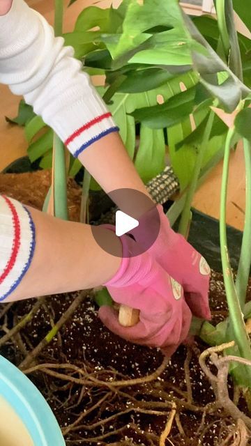 Sandra Vega on Instagram: "✨Poda Monstera Deliciosa🔪✨  Amo esta planta por muchas razones, una de ella es por lo fuerte que es, sus raíces sus hojas su tallos. Tan bella que muchos creen que es delicada, pero no es así.  Buena tierra y buena luz y ella crece sin pedir mucho más Una Monstera agradece todo y enseña todo de manera muy fácil.  La casa de todo plantlover DEBE tener una Mosntera ✨🌱" Planta Monstera, Benson Boone, Monstera Deliciosa, Beautiful Things, Piano, On Instagram, Instagram