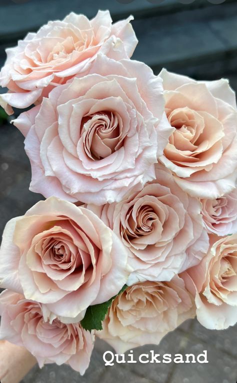 Quicksand - Peterkort Roses Quick Sand Roses, Sahara Roses, Quicksand Rose, Flower Studies, Plant Fungus, Pastel Roses, Dusty Rose Color, School House, Floral Photo