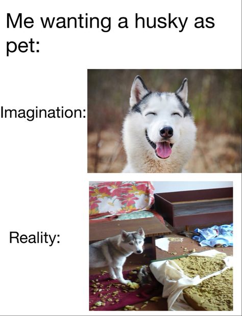 Huskys are cute, but not at the same time Husky Jokes, My Room, Husky, Memes, Quick Saves