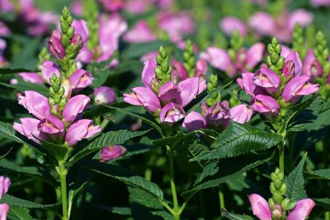 flowering rose turtlehead (Chelone obliqua) Turtlehead Plant, Gardens Design Ideas, Plants For Shady Areas, Partial Sun Perennials, Shady Gardens, Fall Perennials, Shade Tolerant Plants, Garden Problems, Hummingbird Plants