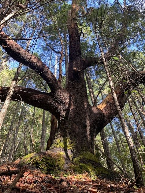 Unique Trees | A nice madrone tree 🌳 in my backyard in Southern Oregon. | Facebook Madrone Tree, Oregon Backyard, Old Trees, Southern Oregon, Unique Trees, Oregon, Vision Board, Trees