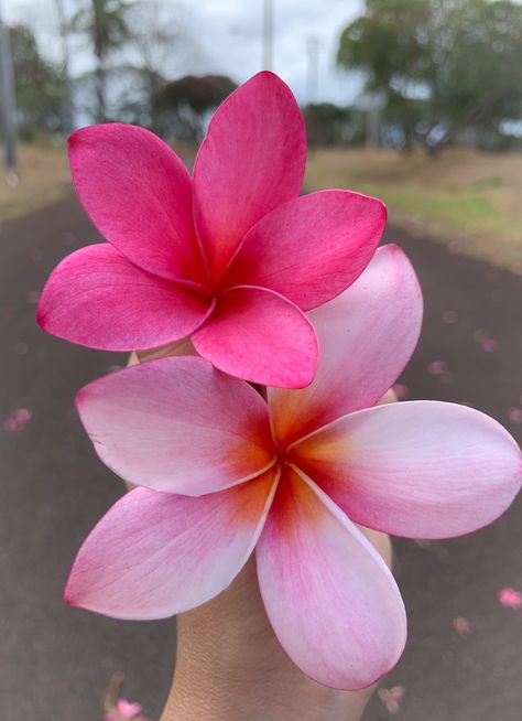 Flowers In Hawaii, Hawaii Flowers Aesthetic, Hibiscus Flower Aesthetic, Oahu Hawaii Aesthetic, Hawaii Flowers, Coconut Girl Aesthetic, Inspiration Tattoos, Plumeria Flowers, Nothing But Flowers