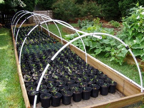 Plant Nursery Ideas, Backyard Nursery, Cedar Raised Garden Beds, Plant Arrangements, Backyard Plants, Green Houses, Diy Greenhouse, Garden Nursery, Backyard Inspo