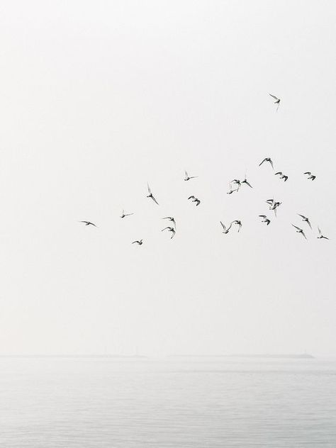 Cereal Magazine, 타이포그래피 포스터 디자인, Gig Poster, Flock Of Birds, Gray Aesthetic, Birds Flying, White Aesthetic, White Photography, Black And White Photography