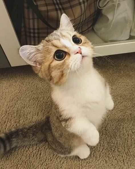 #cats #cat #kitty #meow #cat#cats #cutecat #cutecats #kitten #kitties #kittens #adorable #cuteness #cutenessoverload #cutenessoverloaded Munchkin Kitten, Cute Cat Names, Cute Cat Memes, Cele Mai Drăguțe Animale, Munchkin Cat, Cute Cat Drawing, Söt Katt, Cute Cat Breeds, Cute Little Kittens