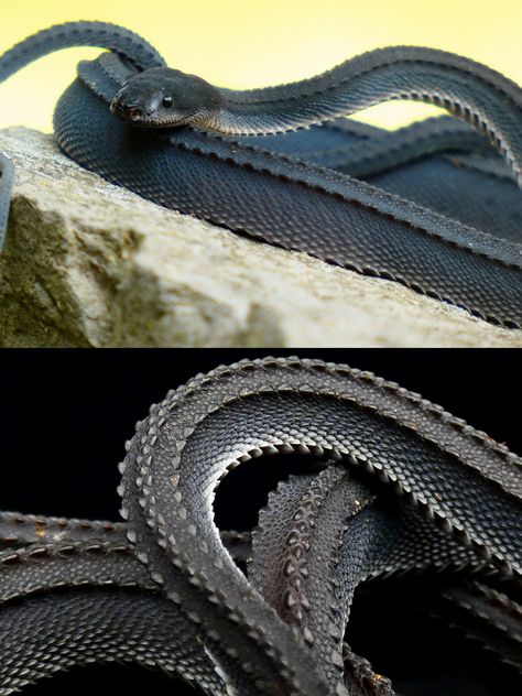 Non Venomous Snakes, Snake Reference, Flying Snake, Dragon Snake, Cool Snakes, Cute Reptiles, Cute Snake, Reptile Snakes, Beautiful Snakes