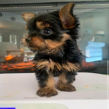 yorkie for sale Yorkie For Sale, Yorkie Puppies For Adoption, Miniature Pinscher Puppy, Yorkshire Puppies, Yorkies For Sale, Yorkshire Dog, Puppies Near Me, Teacup Yorkie Puppy, Teacup Yorkie