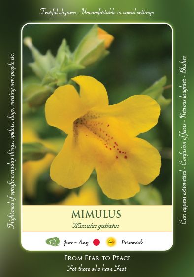 Mimulus Bach Flower, Flower Medicine, Flower Essences Remedies, Floral Therapy, Healing Flowers, Bach Flowers, Flower Remedies, Bach Flower Remedies, Flower Remedy