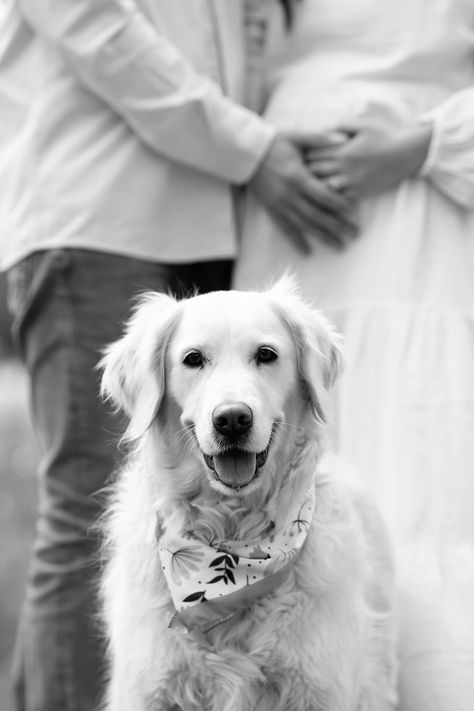 Pregnancy Announcement With Dogs, Maternity Photos With Dog, Maternity Diy, Maternity Announcement, Dog Pregnancy, Pregnant Photoshoot, Dog Baby Announcement, Dog Pregnancy Announcement, Gender Reveal Photos