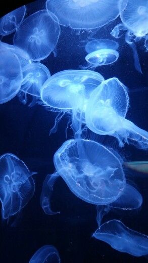 Moon Jellyfish at NC Aquarium at Fort Fisher Minecraft Jellyfish, Moon Jellyfish, Tropical Animals, Ocean Life, Ocean Waves, Jellyfish, Sea Creatures, Pretty Cool, Blue Eyes