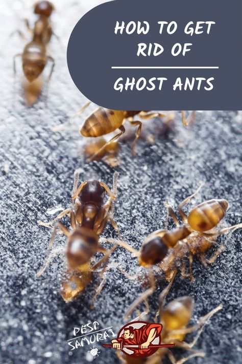 The ghost ant infestation can be a huge problem if you don’t handle it properly, so getting rid of ghost ants can be a challenge. In this article, you can read what are ghost ants, what do they look like and how to get rid of ghost ants in the house. Also, find out useful tips on how to prevent ghost ants and what are the best products to kill ghost ants. #ghostants #ants #getridofants #pestcontrol #removeants How To Get Rid Of Ghosts In Your House, Kitchen Ants, What Is Ghosting, Sugar Ants, White Ant, Ants In House, Ant Infestation, Get Rid Of Ants, Return Of Xander Cage