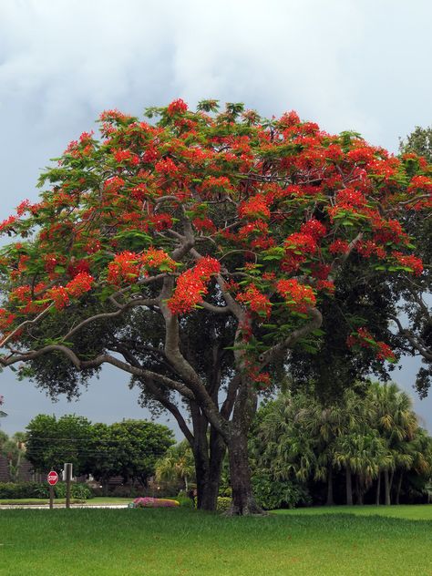 Signs of summer: A Royal Poinciana tree in full bloom with the steel blue clouds of afternoon thunderheads in the background ... our seasonal changes. #PBISummer Royal Poinciana Tree Tattoo, Banyan Tree Aesthetic, Royal Poinciana Tree, Franklin Tree Flower, Flowering Trees In India, Poinciana Tree, Shady Plants, Flamboyant Tree, Guyabano Tree