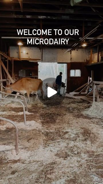 Dairy Farm Design, Farming Background, Cow Stuff, Dairy Farming, Cow House, Dairy Cattle, Jersey Cow, Waste Of Time, Dairy Cows