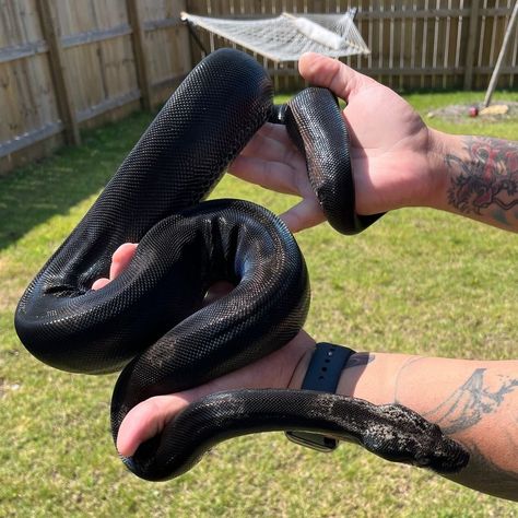 Black Boa Constrictor, Irl References, Snake Cages, Boa Constrictor, Snakes, Reptiles, Social Media Platforms, Animals Wild, Boats