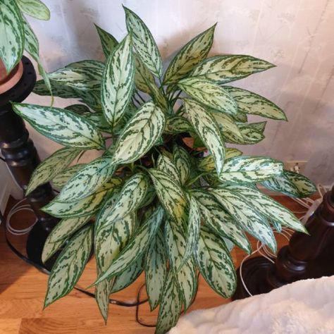 Aglaonema Silver Queen, Aglomena Varieties, Silver Queen Plant, Aglaonema Commutatum, Aglaonema Varieties, Botanical House, Chinese Evergreen Plant, Cheap Floor, Plant Wishlist