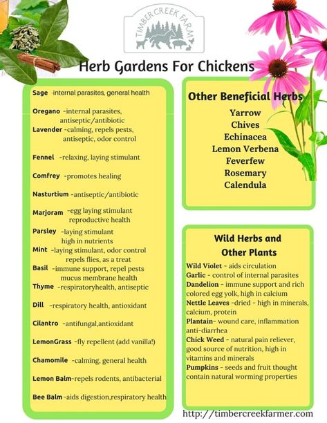 Herbs keep chickens healthy Herbs For Chickens, Backyard Chicken Farming, Chicken Life, Chicken Health, Raising Backyard Chickens, Chicken Garden, Keeping Chickens, Building A Chicken Coop, Chicken Coop Plans