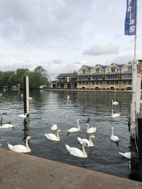 #swans #river #duck #nature #windsor The Wild Swans Fairytale, Lake With Swans, Swans In A Lake, Ducks In Pond Aesthetic, Swan River, Random Pics, Swans, Windsor, Opera House