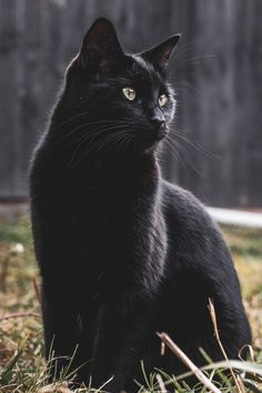 This is Pixel - cats Black Cat Reference Photo, Black Cat Reference, Black Cat Pics, Majestic Black Cat, Black Cat Photography, Black Cat Photo, Aesthetic Black Cat, Black Cat Pictures, Pixel Cat