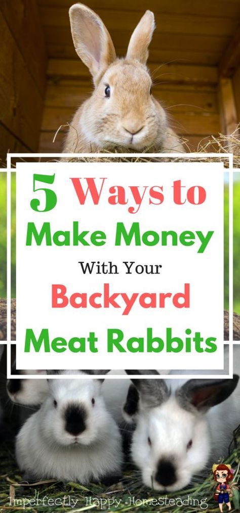 5 Ways to Make Money with Backyard Meat Rabbits. You can make an income and supplement your homestead and feed budgets. 5 simple ideas to help you make money with rabbits. Rabbit Farming, Micro Farming, Raising Rabbits For Meat, Rabbit Farm, Raising Pigs, Meat Rabbits, Raising Farm Animals, Raising Rabbits, Pygmy Goat