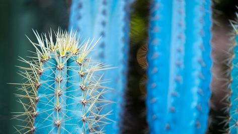 Blue Torch Cactus, Calm House, Cactus Farm, Cactus House, Cacti Garden, Cactus House Plants, Florida Garden, Rare Cactus, Cactus Care