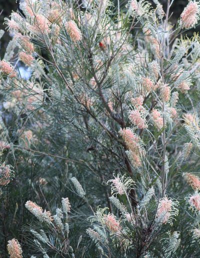 Pink Grevillea, Australia Garden, Australian Native Garden, Spring Planting, Garden Planters Pots, Australian Native Plants, Spring Plants, Native Garden, Australian Native