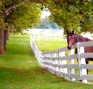 CABALLO Horses In Backyard, Farmland Aesthetic, Alien Cowboy, Kentucky Horse Farms, Horse Pasture, Farm Aesthetic, Family Compound, Dream Farm, White Fence