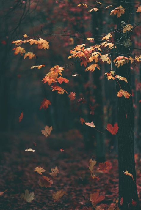 Raindrops And Roses, Leaves Falling, Deep Autumn, Autumn Leaves Photography, Autumn Scenes, Leaf Wallpaper, Autumn Cozy, Autumn Aesthetic, Autumn Art