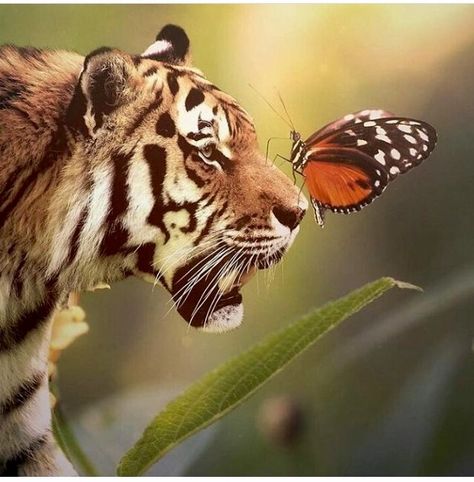 Más NATURAL??? IMPOSIBLE... ❤❤❤ Eye Edit, Tiger Butterfly, Group Cover Photo, Cat Spray, Savannah Cat, Wild Creatures, Tiger Art, Ecommerce Store, Large Cats