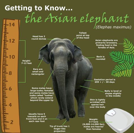 Getting to Know the Asian Elephant Writing Toolkit, Facts About Elephants, Zoo Signage, Elephant Quotes, Elephant Habitat, Animal Infographic, Wildlife Facts, Elephant Facts, Animals Information