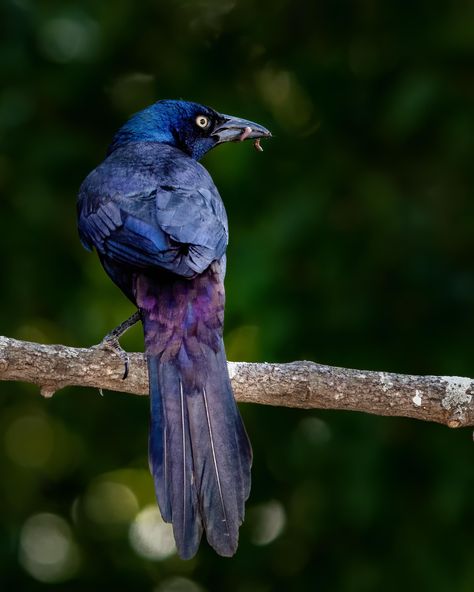 Iridescent Bird, Common Grackle, Tattoo Planning, Pictures Of Birds, Bird Identification, Earthly Delights, Animal Reference, Jackdaw, Hodge Podge