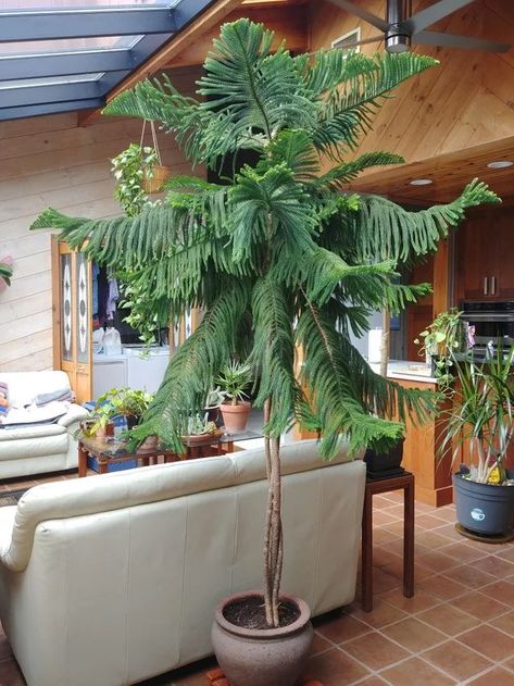 Norfolk Island Pine, Tall Indoor Plants, Potted Christmas Trees, Large Indoor Plants, Norfolk Island, Plant Goals, Norfolk Pine, Pine Island, Indoor Trees