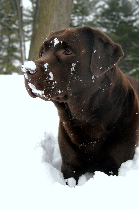 Brown Labrador, Chocolate Lab Puppies, Chocolate Labrador Retriever, Adventure Seeker, Lab Dogs, Hunting Dog, Labrador Retrievers, Lab Puppies, Labrador Puppy