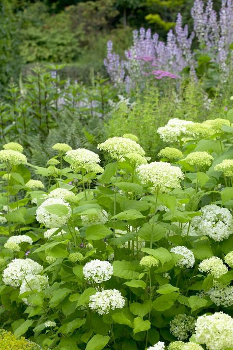 Find help & information on Hydrangea arborescens &s;Annabelle&s; hydrangea &s;Annabelle&s; Shrubs from the RHS Hydrangea Annabelle, Hydrangea Arborescens Annabelle, Hampton Court Palace Gardens, Annabelle Hydrangea, Hydrangea Arborescens, Palace Garden, Garden Types, Plant Health, Chelsea Flower