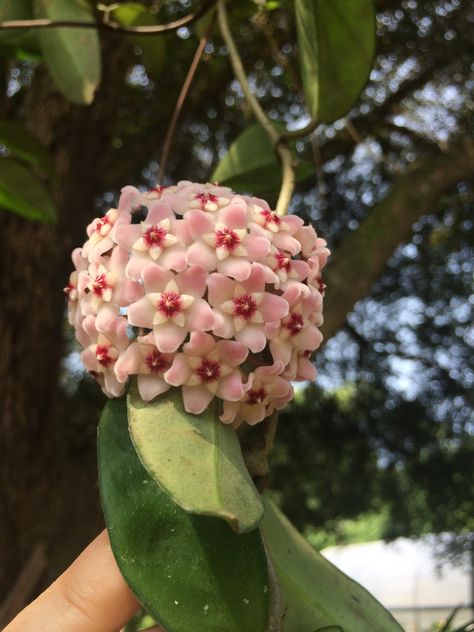 Hoya fungii in bloom Hoya Fungii, In Bloom, Grapes, Crown Jewelry, Fruit, Plants, Flowers