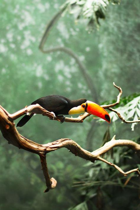 Rain Forest Photography, Rainforest Painting, Rainforest Biome, Toco Toucan, Rain Forest, Tropical Forest, In The Jungle, Tropical Rainforest, Tropical Birds