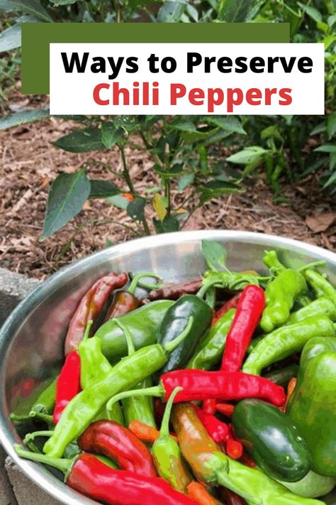 Green Chili Peppers Recipes, Canning Serrano Pepper Recipes, Thai Hot Pepper Recipes, Serrano Chili Recipes, Preserving Hot Peppers, Fermented Peppers, Serrano Pepper Recipes, Canning Chili, Canning Hot Peppers