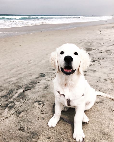 English Cream Golden Retriever Aesthetic, Cream Golden Retriever Puppy, English Cream Golden Retriever Puppy, Irish Cream Golden Retriever, Beach Golden Retriever, Golden Retriever English Cream, Golden Retriever Puppy Beach, English Cream Golden Retriever, Cream Golden Retriever